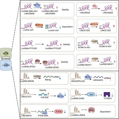 Emerging role of interaction between m6A and main ncRNAs in gastrointestinal (GI) cancers